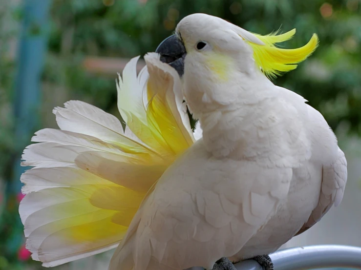 a white parrot with yellow feathers is perched on a pole