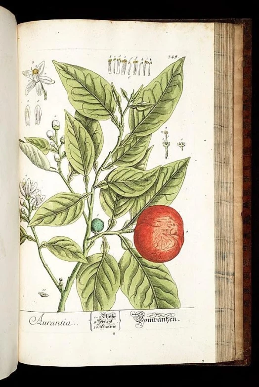 an open book containing a hand drawn plant