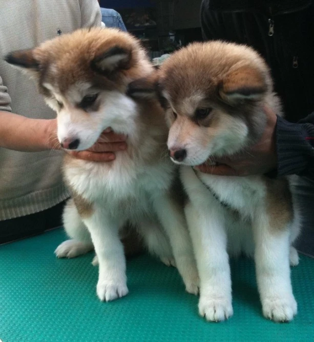 two cute puppies being held by one another