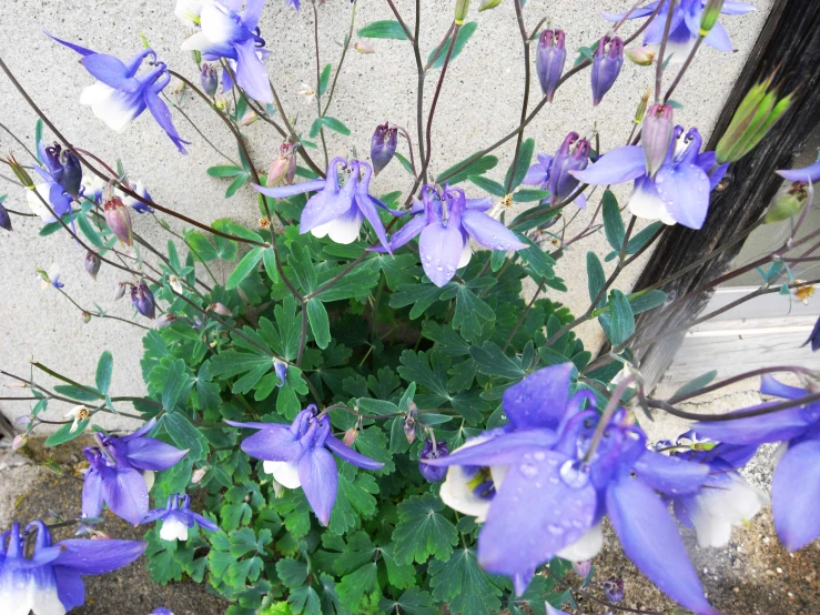 purple flowers are blooming in front of a white brick wall