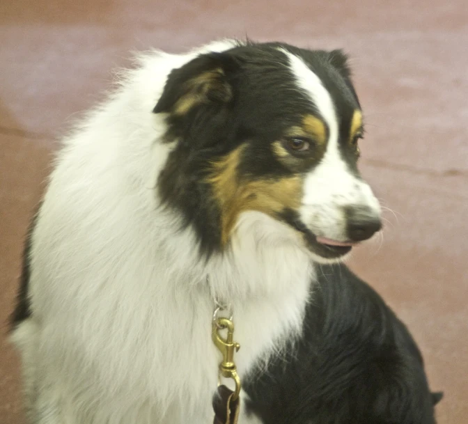 a brown, white, and black dog sitting on top of a floor