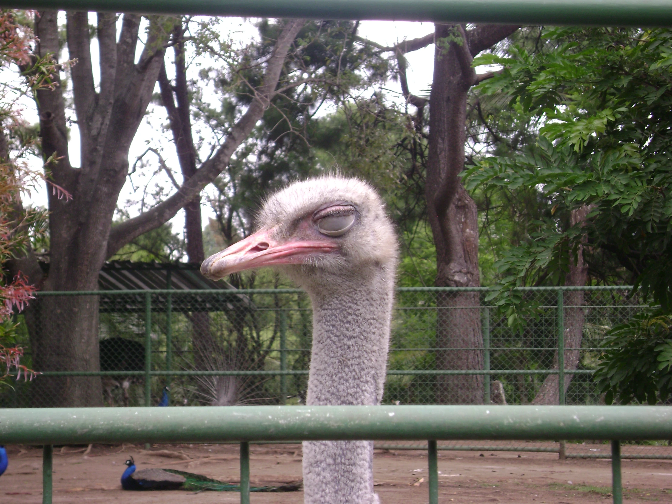 an ostrich standing behind a fence by trees