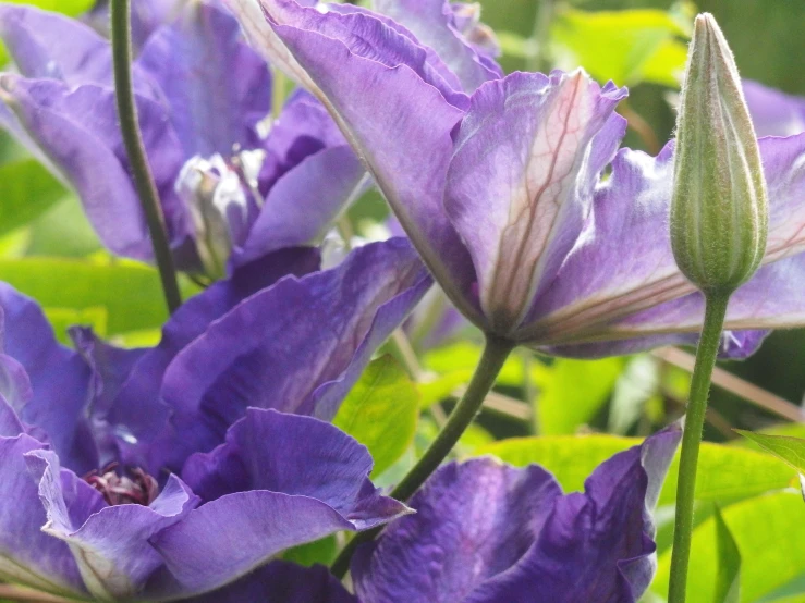 large purple flowers with green leaves on them
