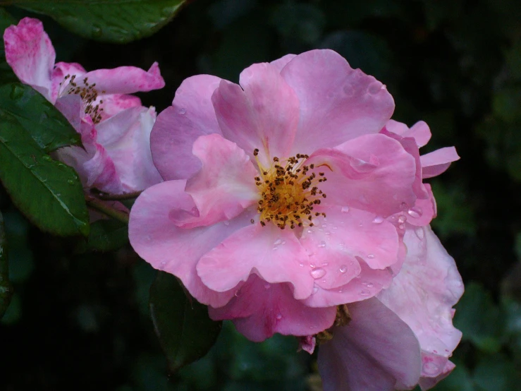 a closeup of some pink flowers growing