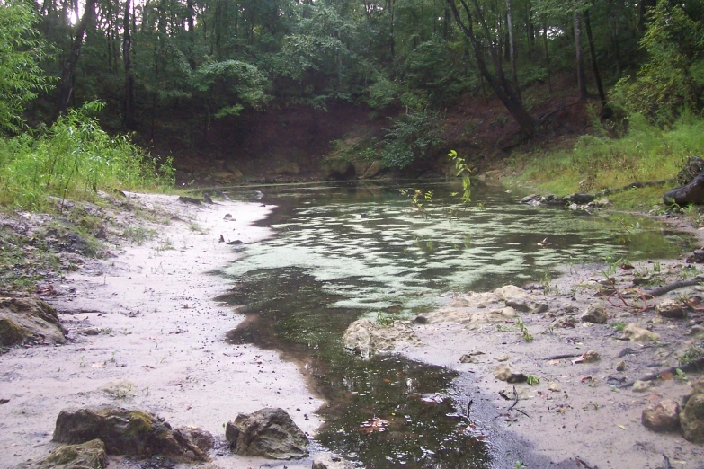 a group of people in the water near a wooded area