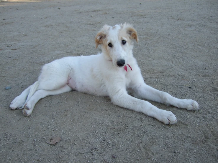 a white dog sitting in the sand on a beach