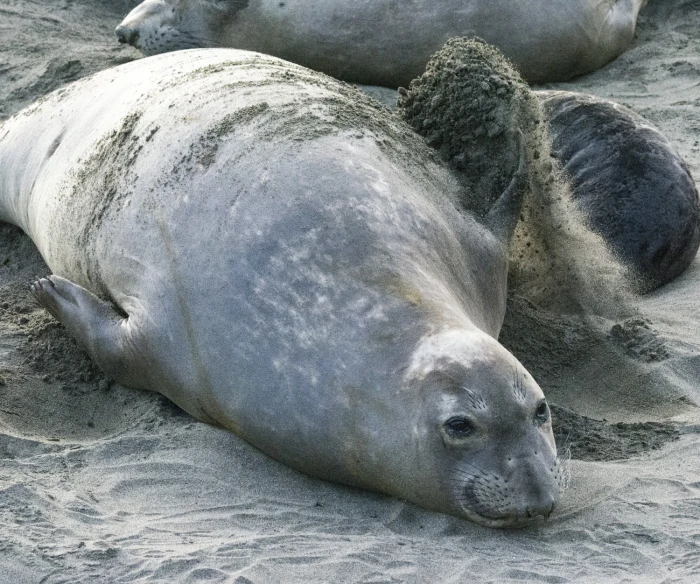 elephant seals are laying on sand on the beach