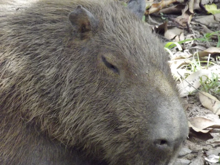 a close up of a long - haired bear laying in the dirt