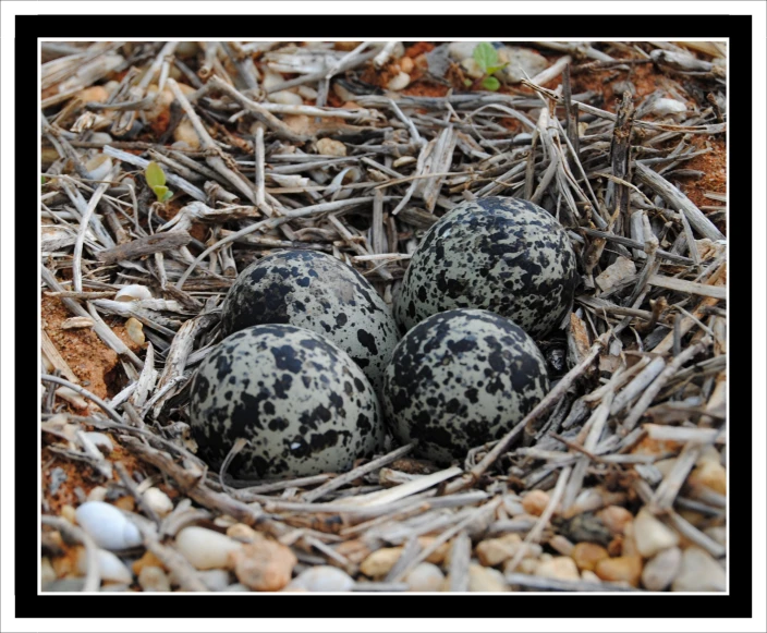 four eggs are shown in the nest made of twigs