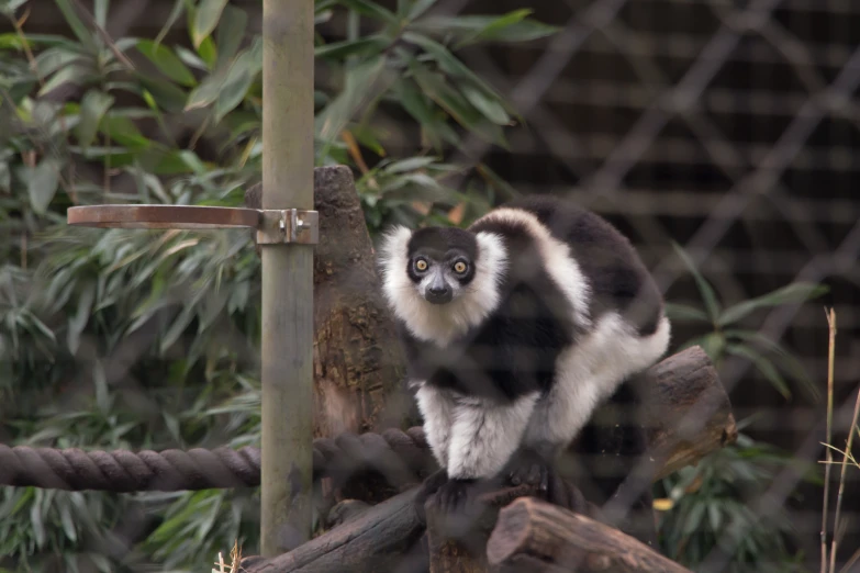 a black and white striped monkey looking straight ahead