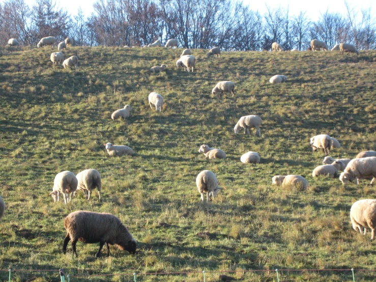 a herd of sheep grazing on top of a lush green field