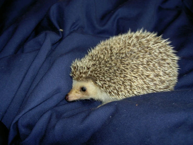 an image of a hedgehog resting on blue fabric