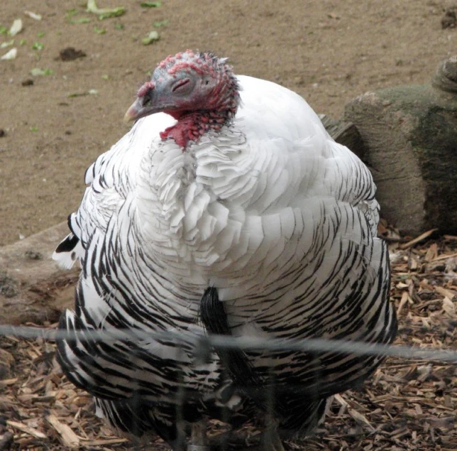 a white turkey standing next to a wire fence