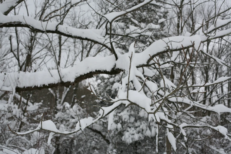 an image of the snow covered nches in the woods