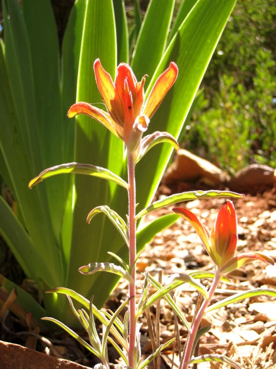 red flowers with yellow petals are growing out of the ground