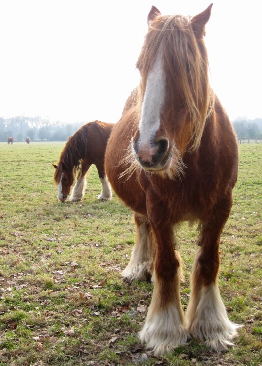 two large horses are grazing on grass in a field