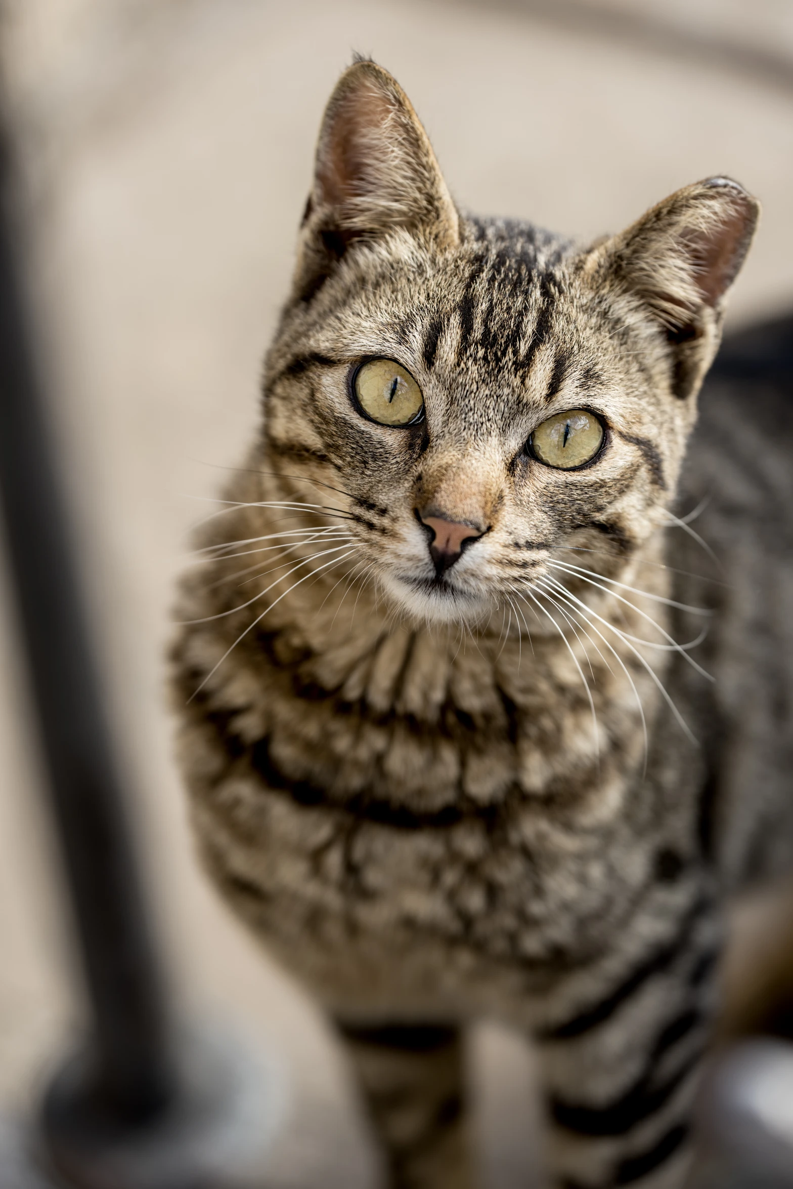 a cat standing on the floor with its eyes open