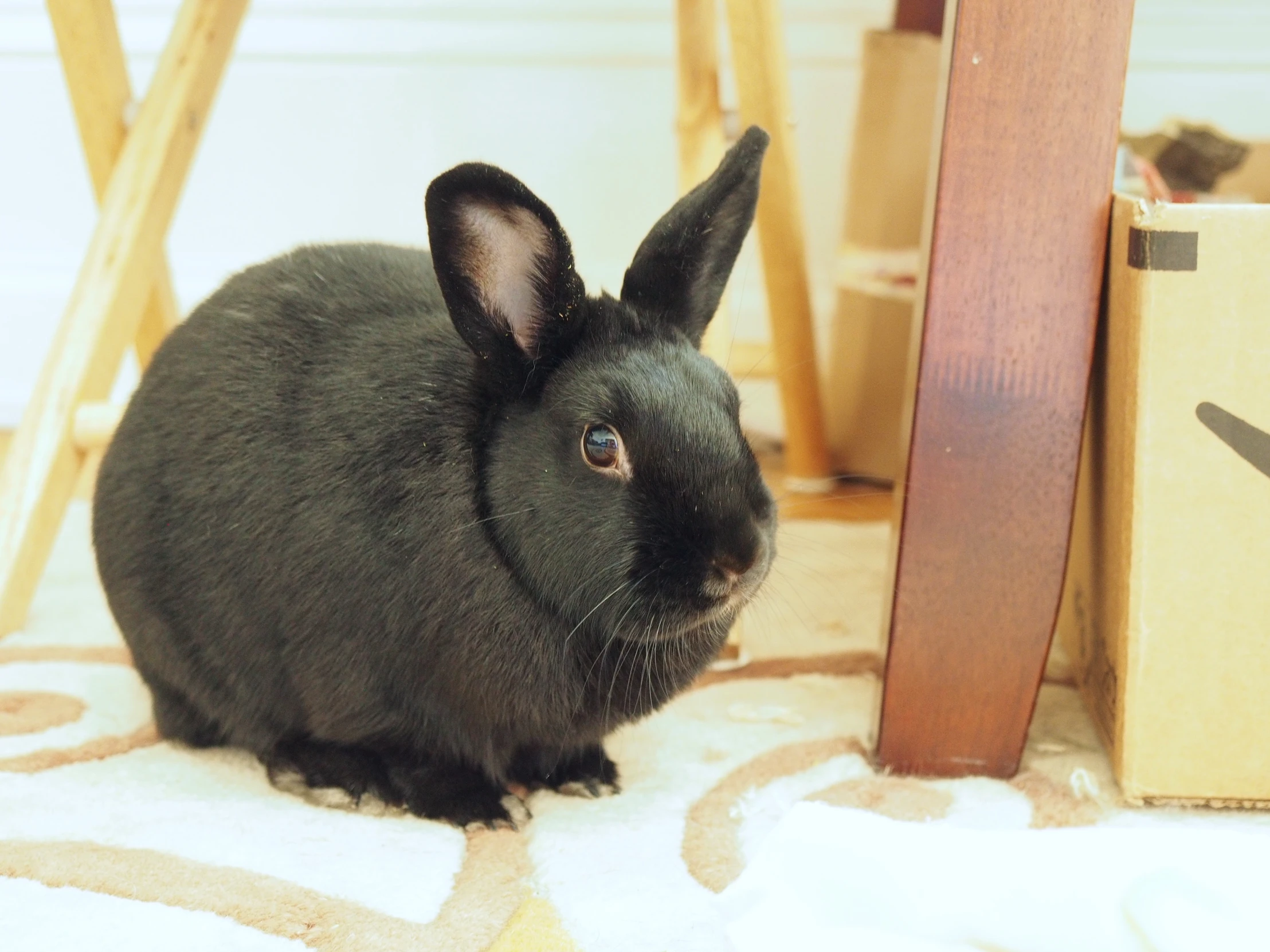 a black bunny rabbit next to wooden furniture