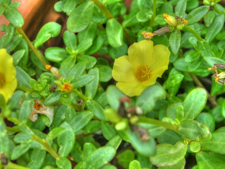 yellow flowers blooming on top of green leaves