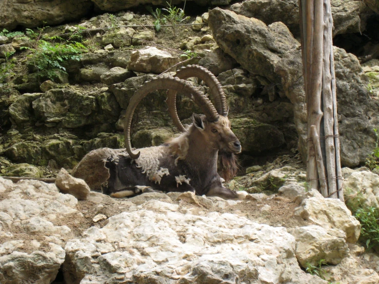 an animal with large horns in some rock formations