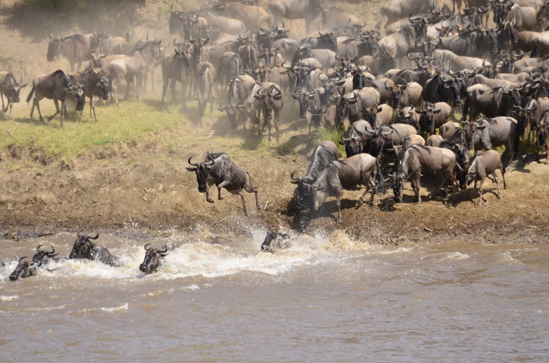 herd of wild animals moving along side a river