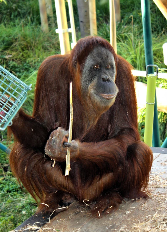 an orangui sitting on a wooden bench holding a long stick