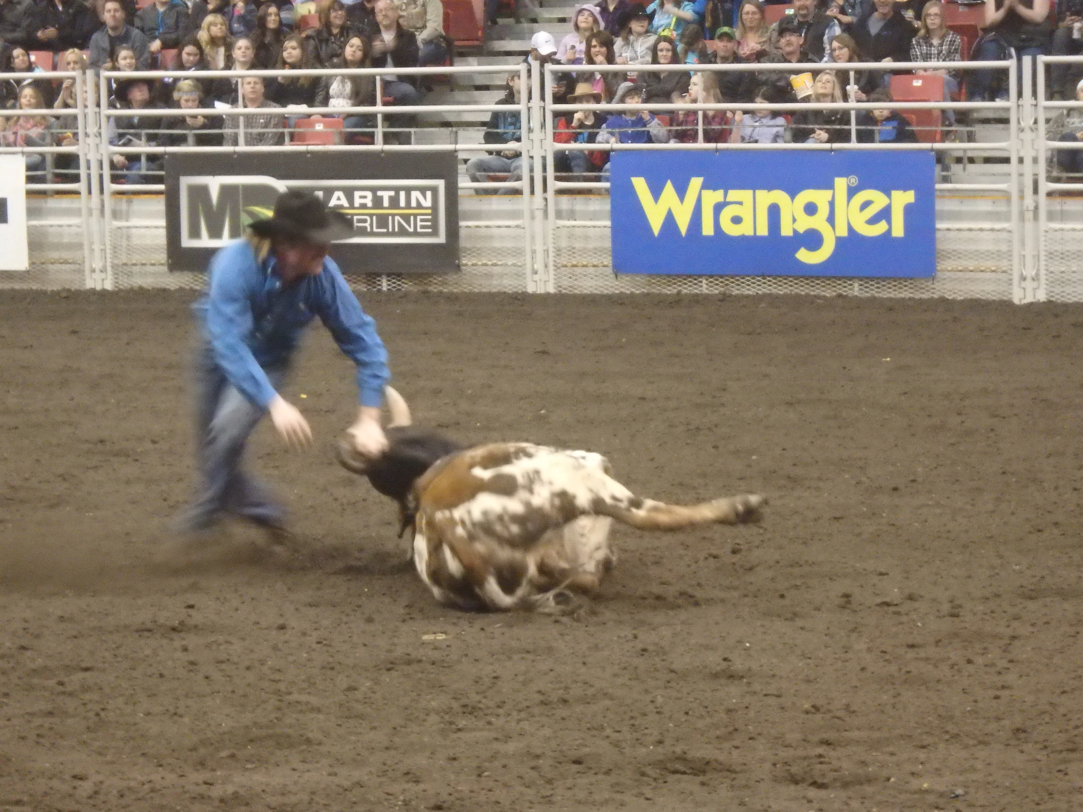 a cowboy is trying to wrestle a bull in a rodeo