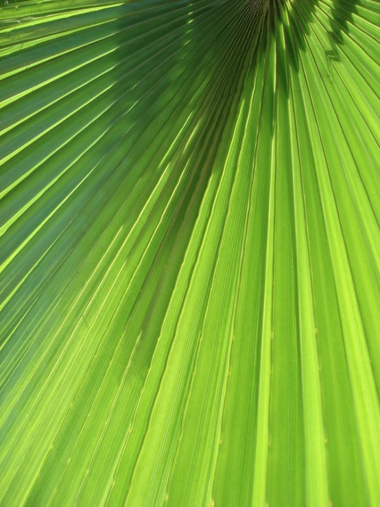 a palm tree leaves with green and yellow light