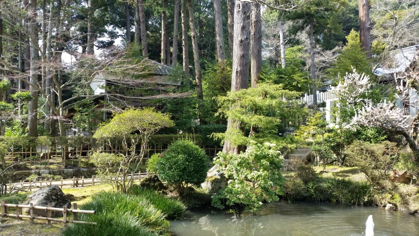 several swans in a pond surrounded by trees