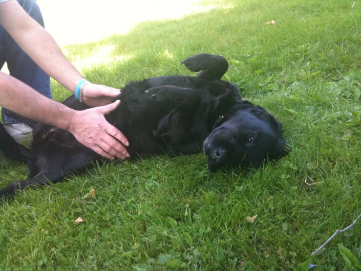 someone is petting their black puppy laying in the grass