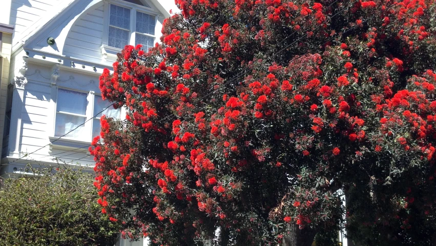 a large flowering tree with bright red flowers
