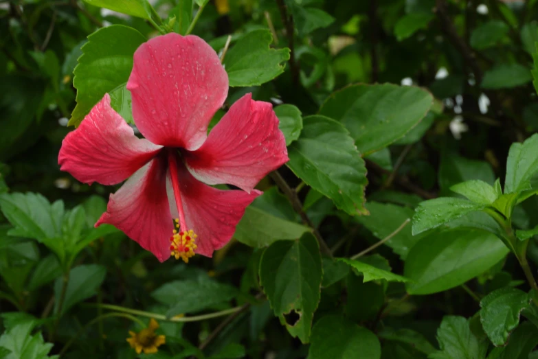 a red and white flower with green leaves