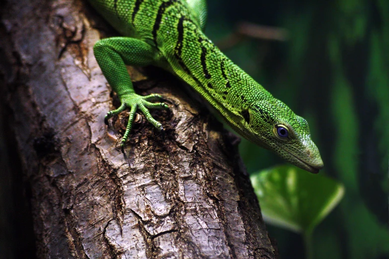 an exotic lizard sits on the side of a tree