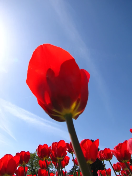 a single red tulip with bright blue skies