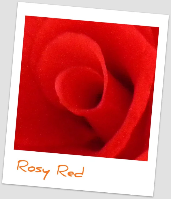 a red rose with the name rosy red on it