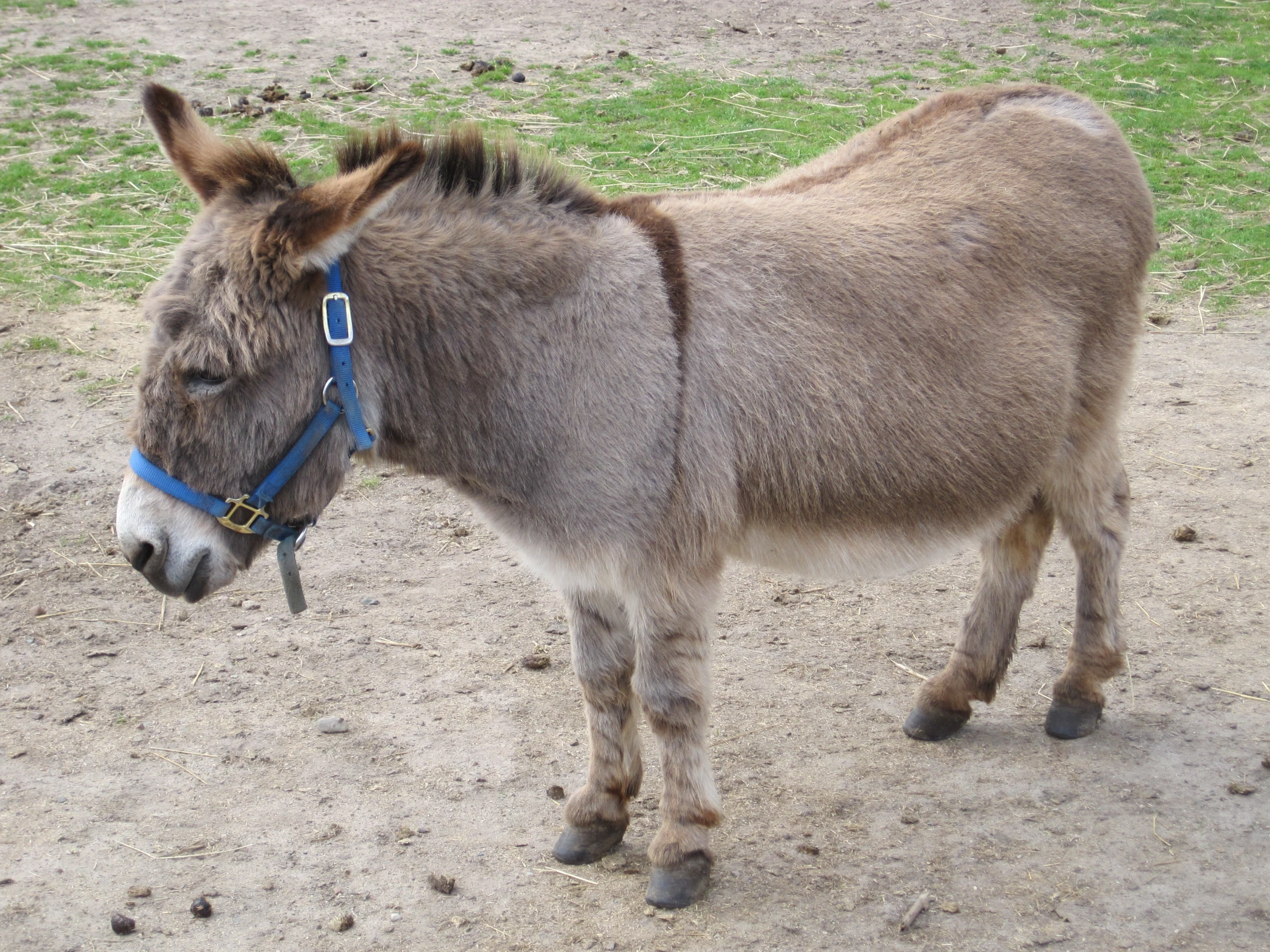 a donkey standing on dirt road next to a green field