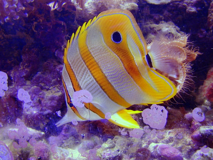 an aquarium with a clown fish, white corals and purple sponge