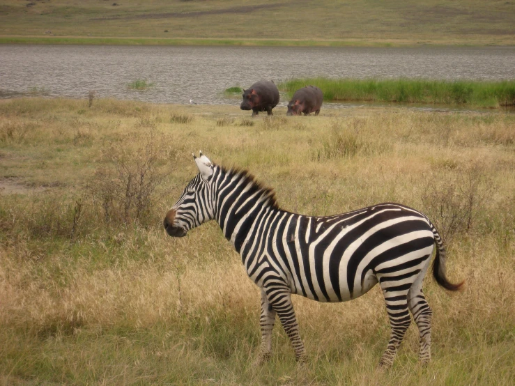 a ze standing in a dry grass field with other animals