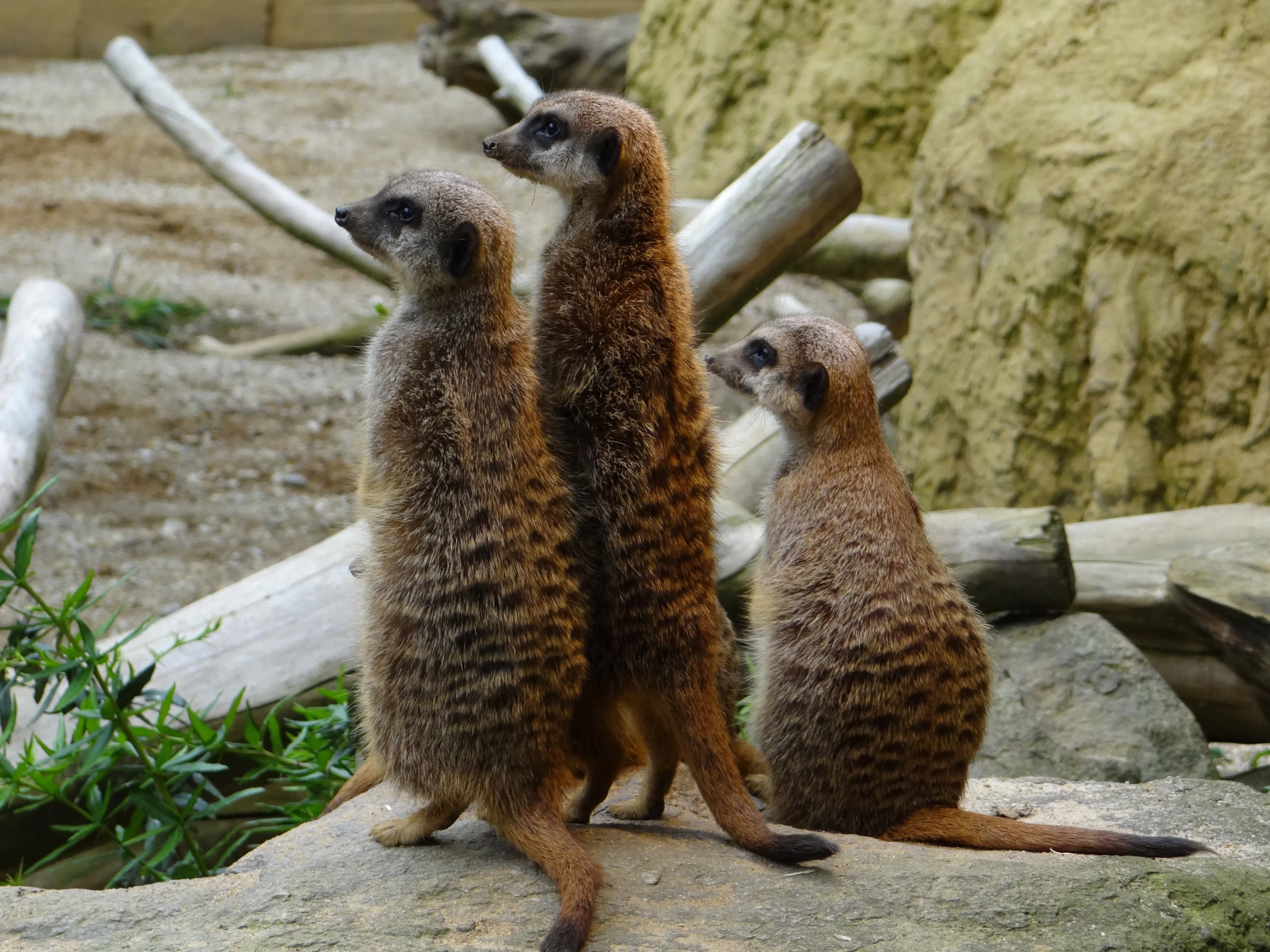 three small meerkats sitting on a large rock