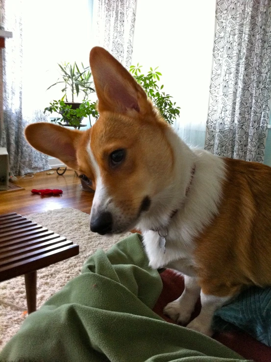 a corgi with a red nose looking at the camera