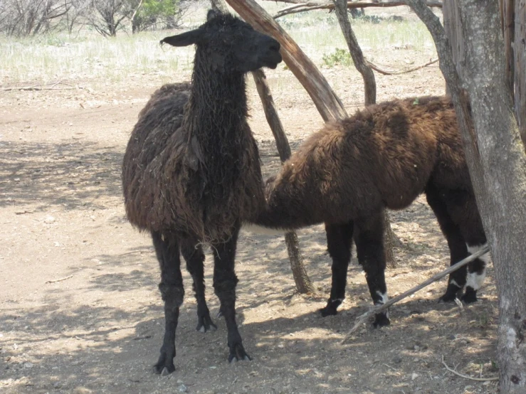 two llamas stand in the shade by a tree