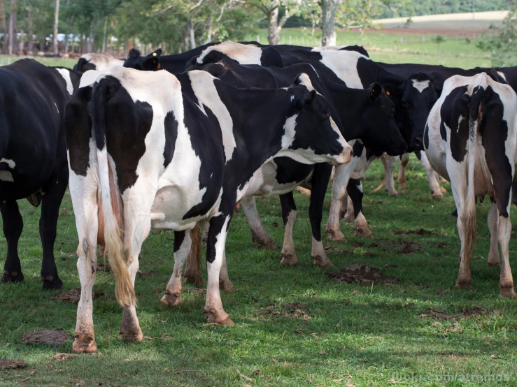 there are black and white cows standing in the grass