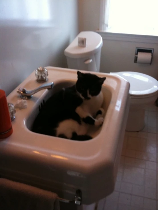 black and white cat sitting in the bathroom sink