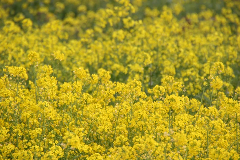 a lot of flowers that are yellow in color