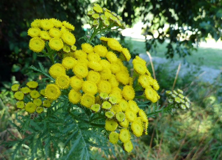 yellow flowers with a lot of green leaves
