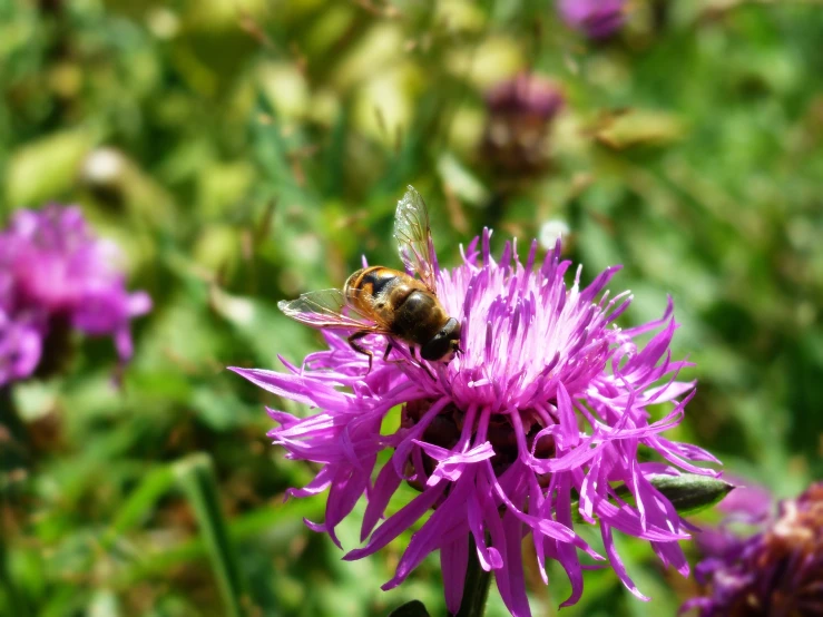 an extreme close up of a bum on a purple flower