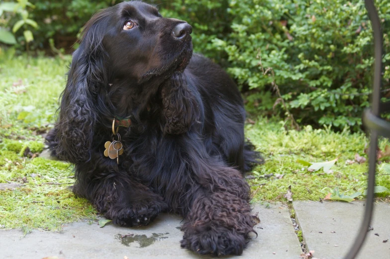 black dog laying on the ground with green grass