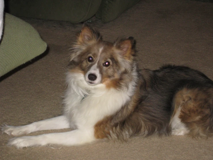 a brown, white and black dog laying on the floor