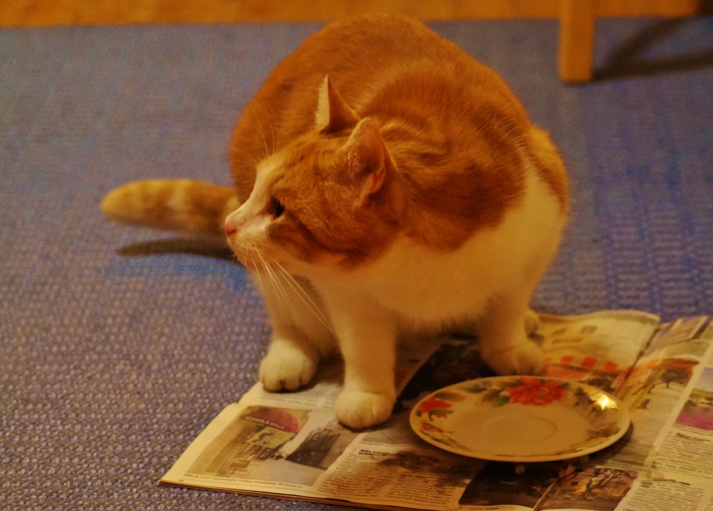 a cat is sitting on top of some newspapers