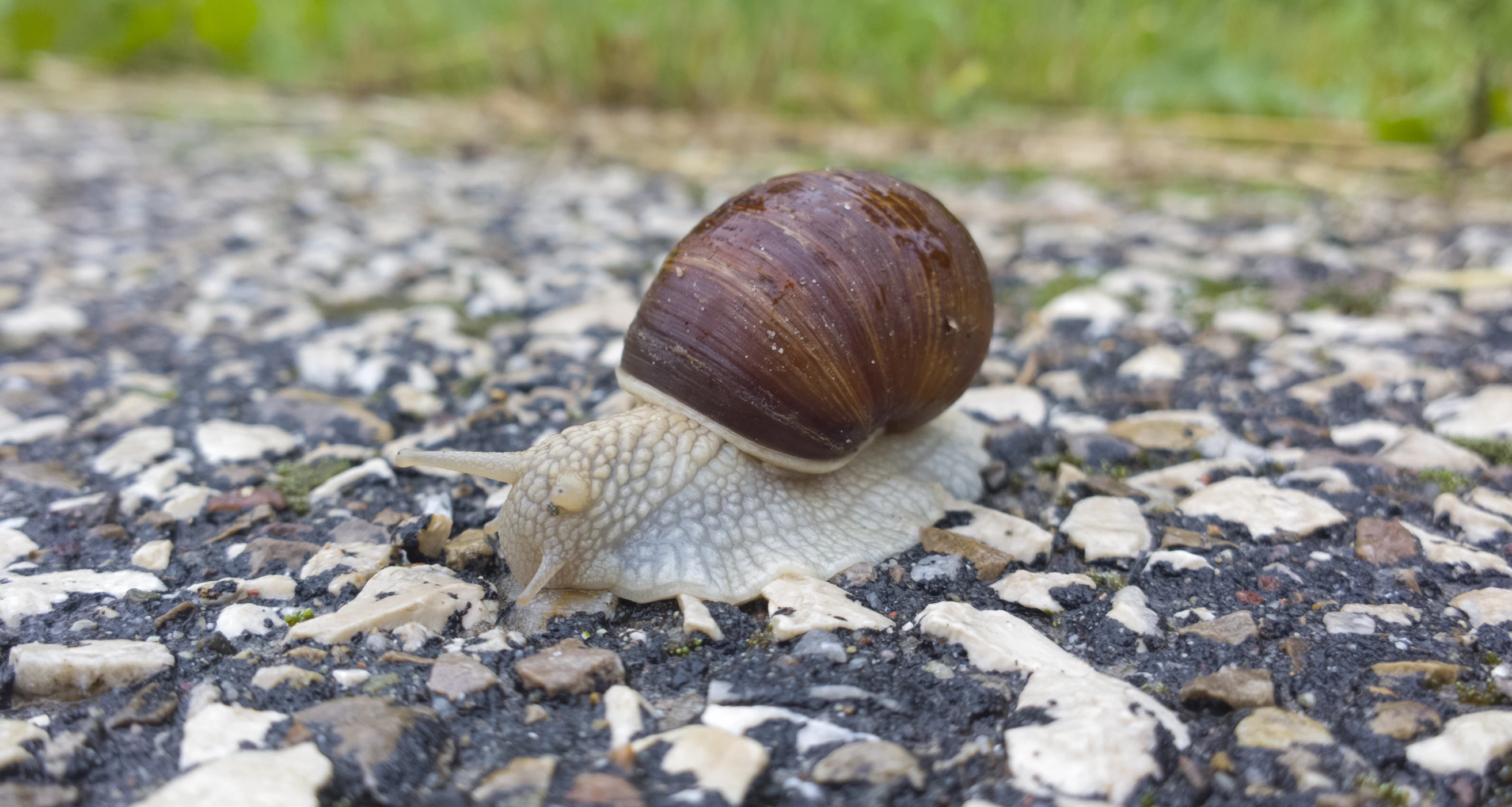 a snail that is riding on the ground